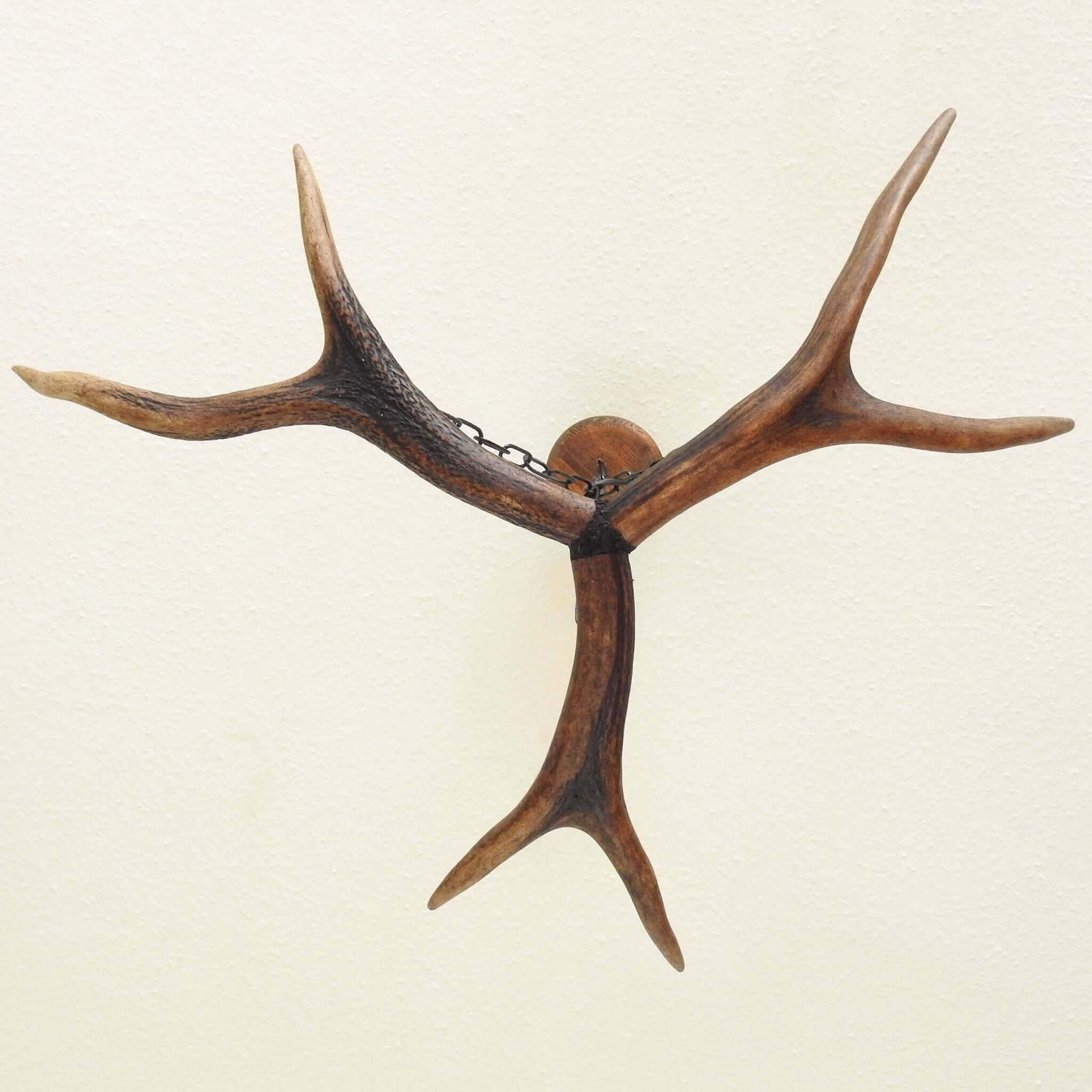 Real small antler chandelier