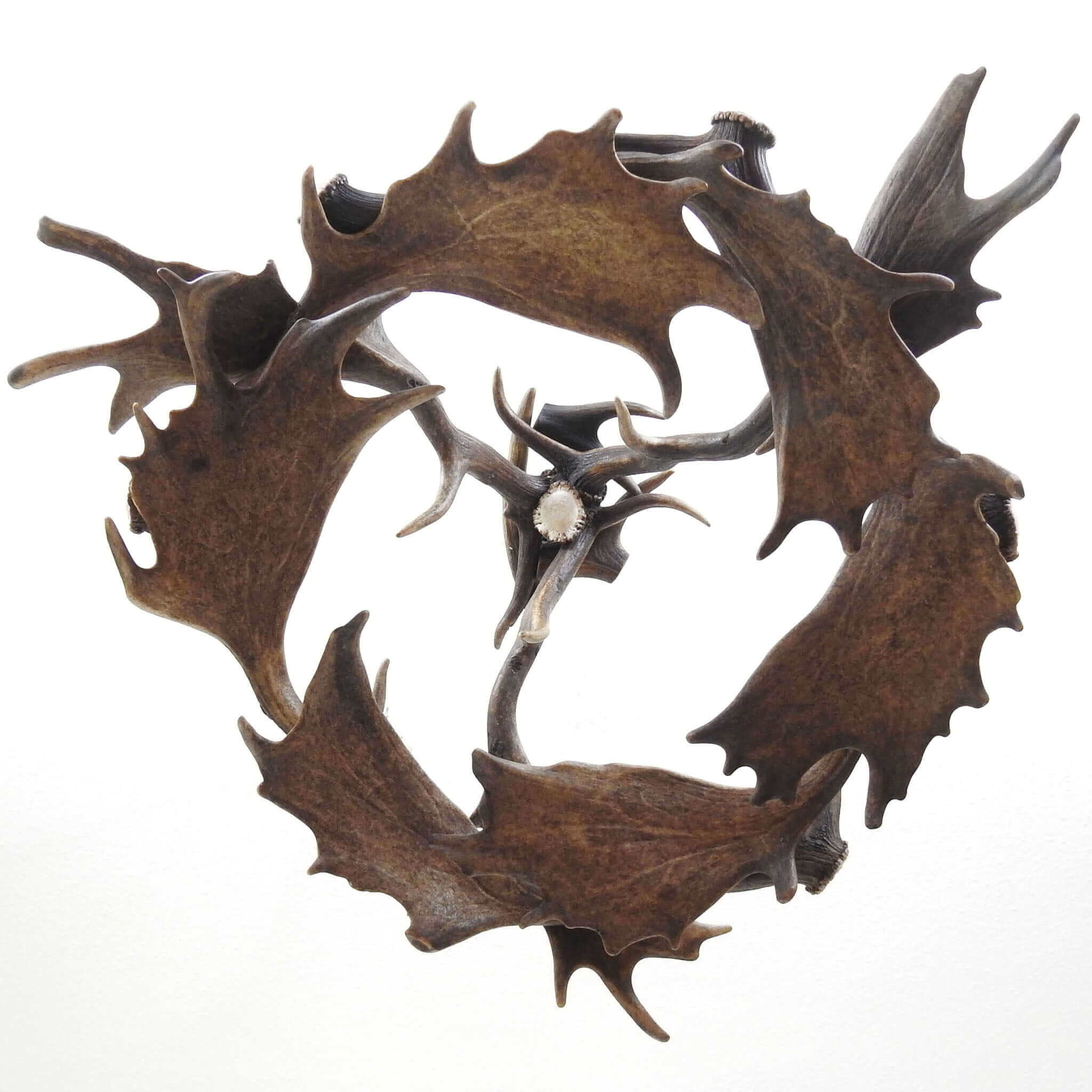 Real modern antler chandelier