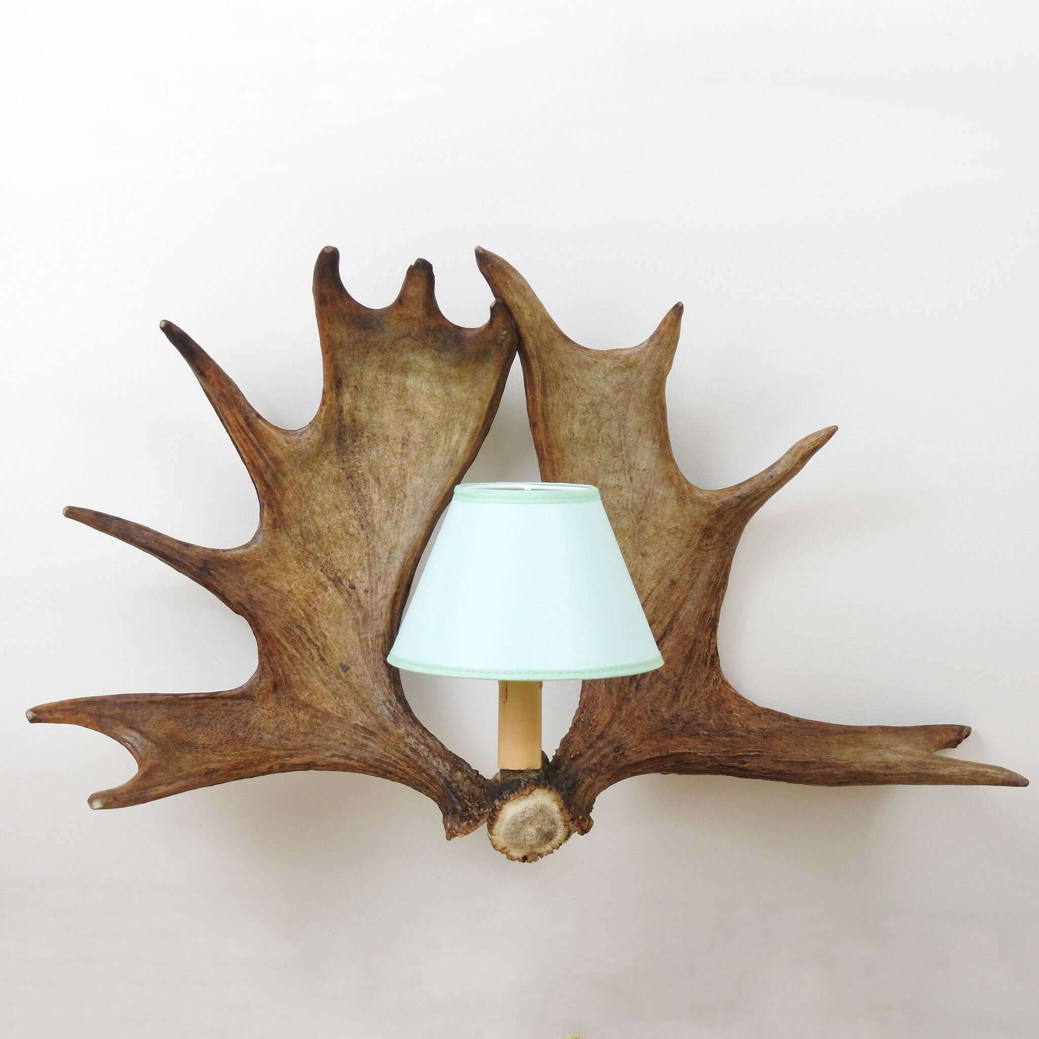 Real double moose antler sconce with shades
