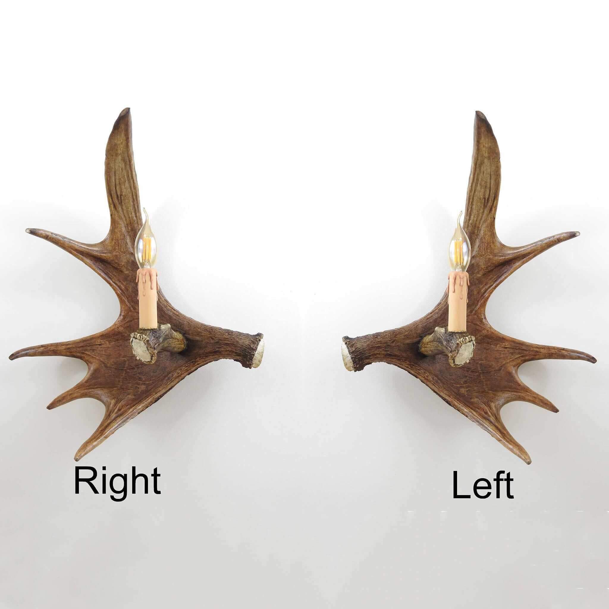 Real single moose sconce