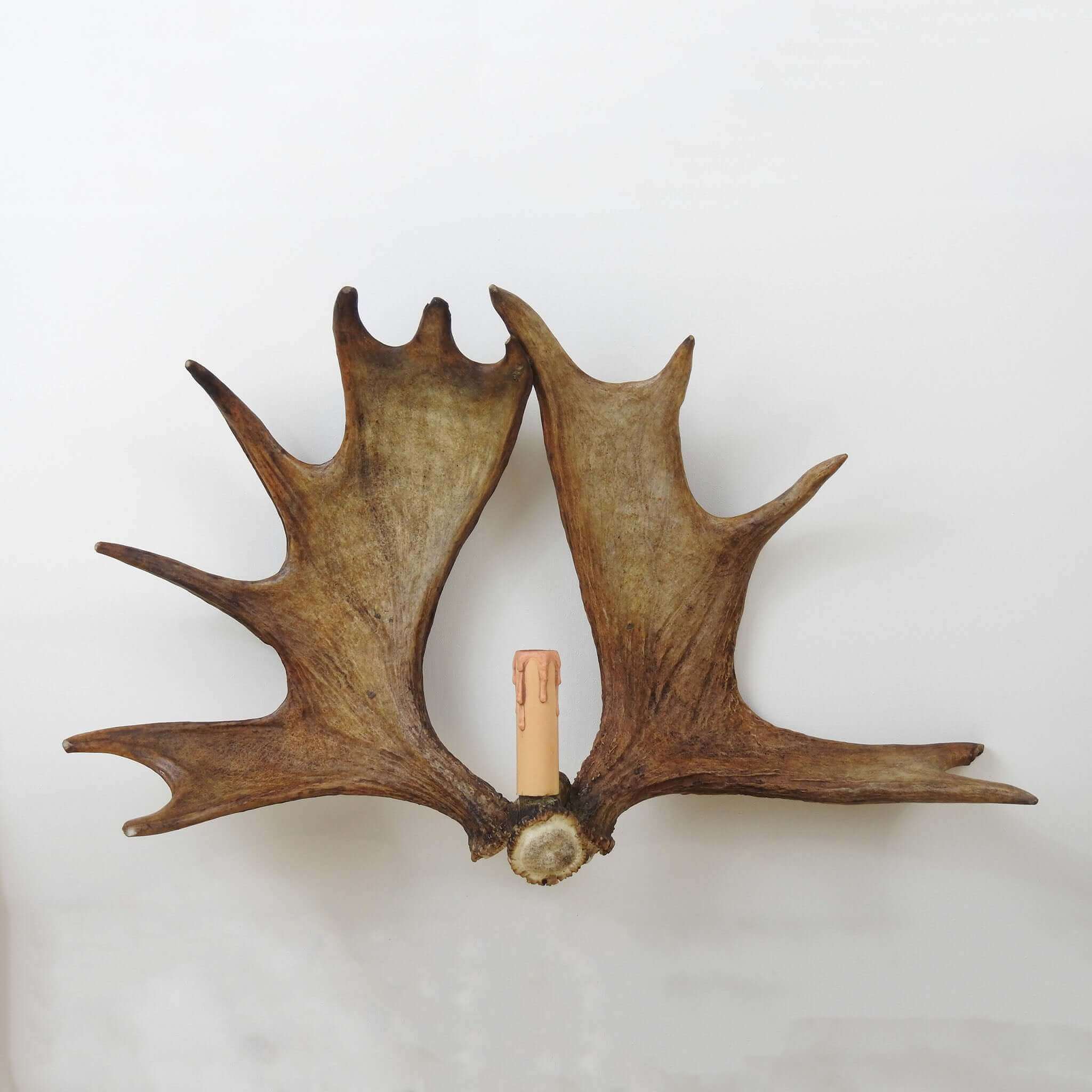 Double moose antler sconce
