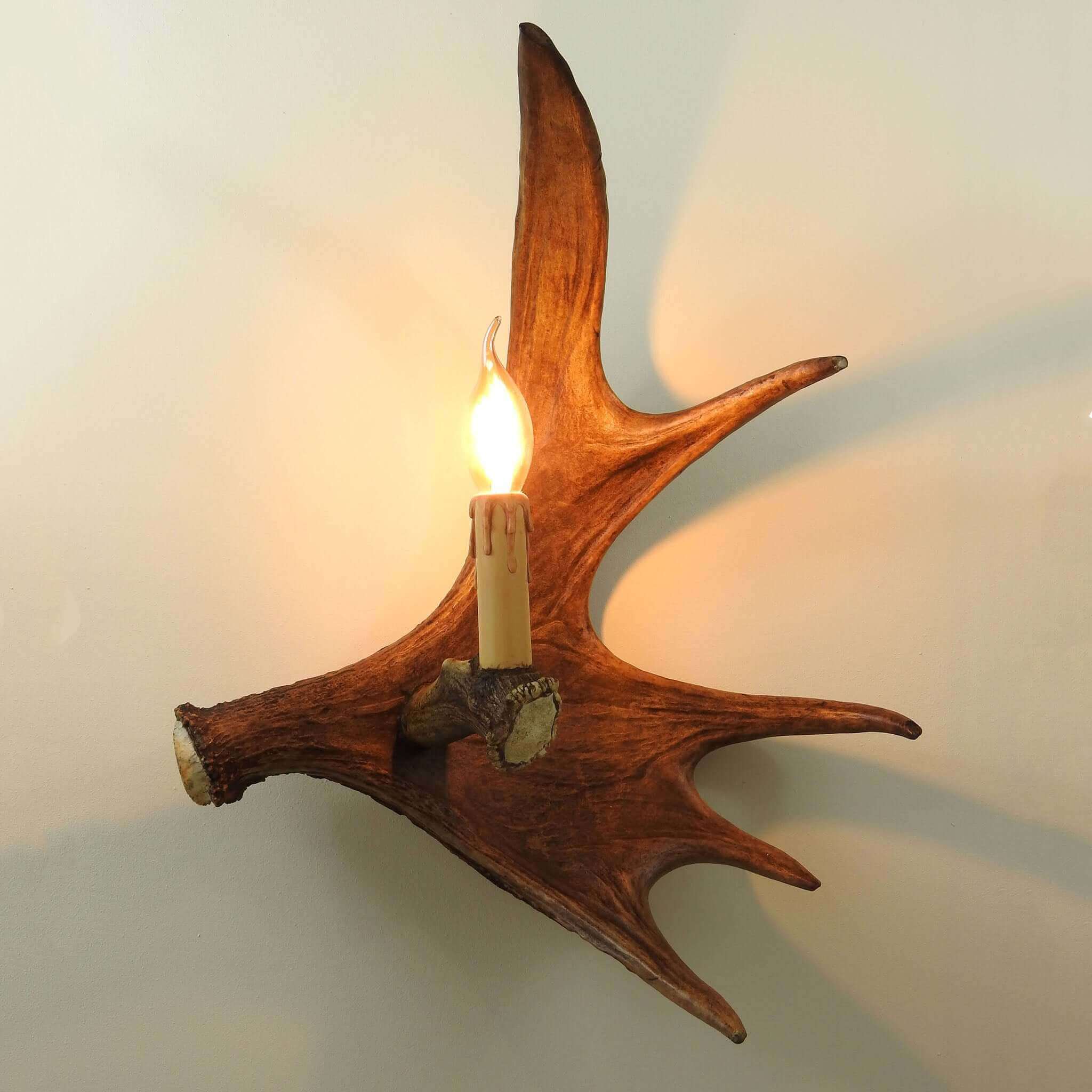 Real single moose sconce