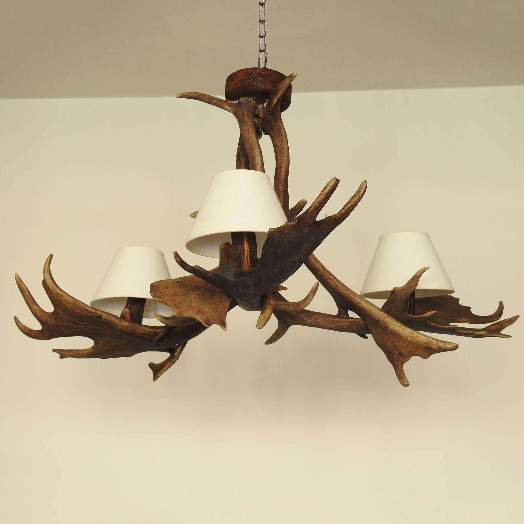 Real antler chandelier for 3 lights with shades