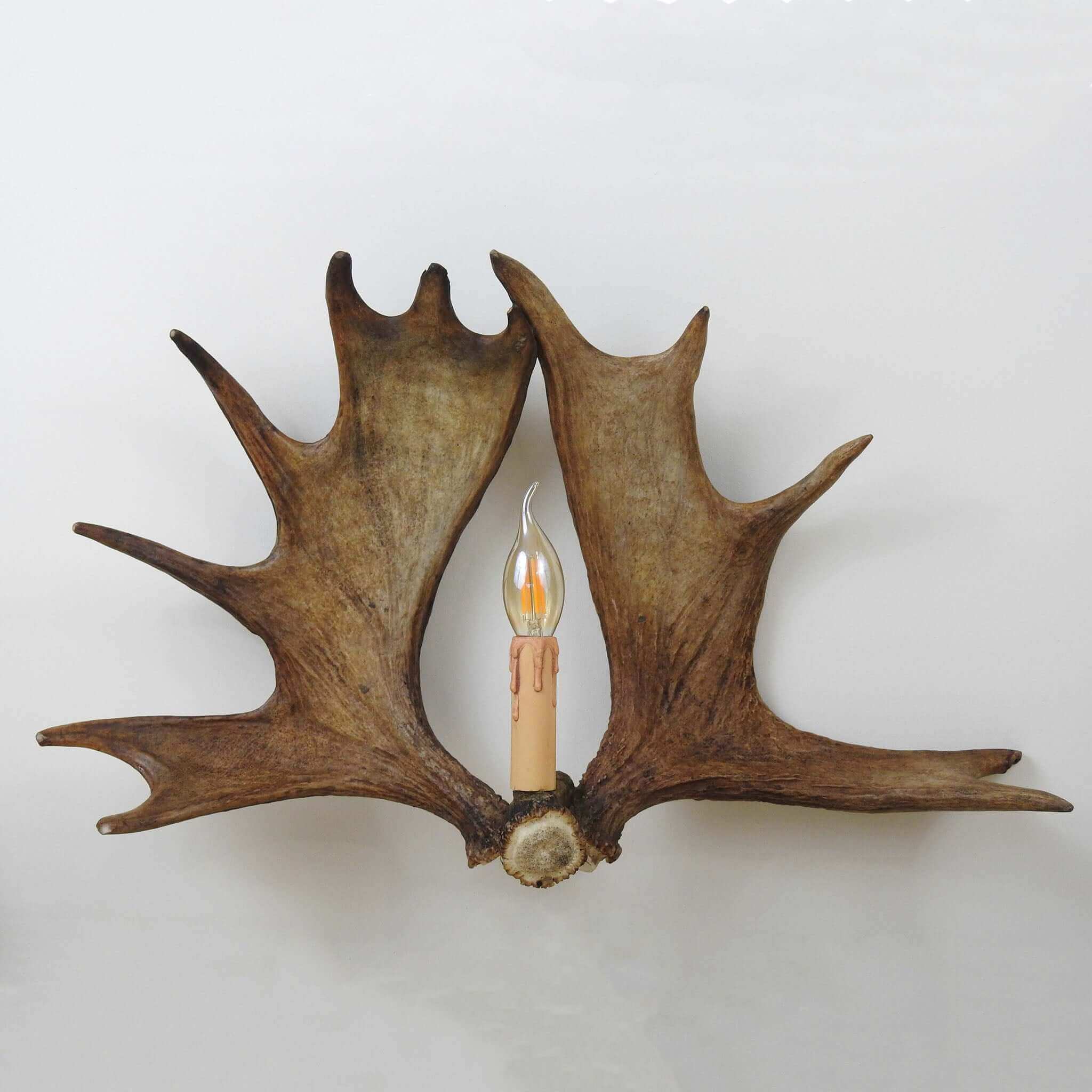 Double moose antler sconce