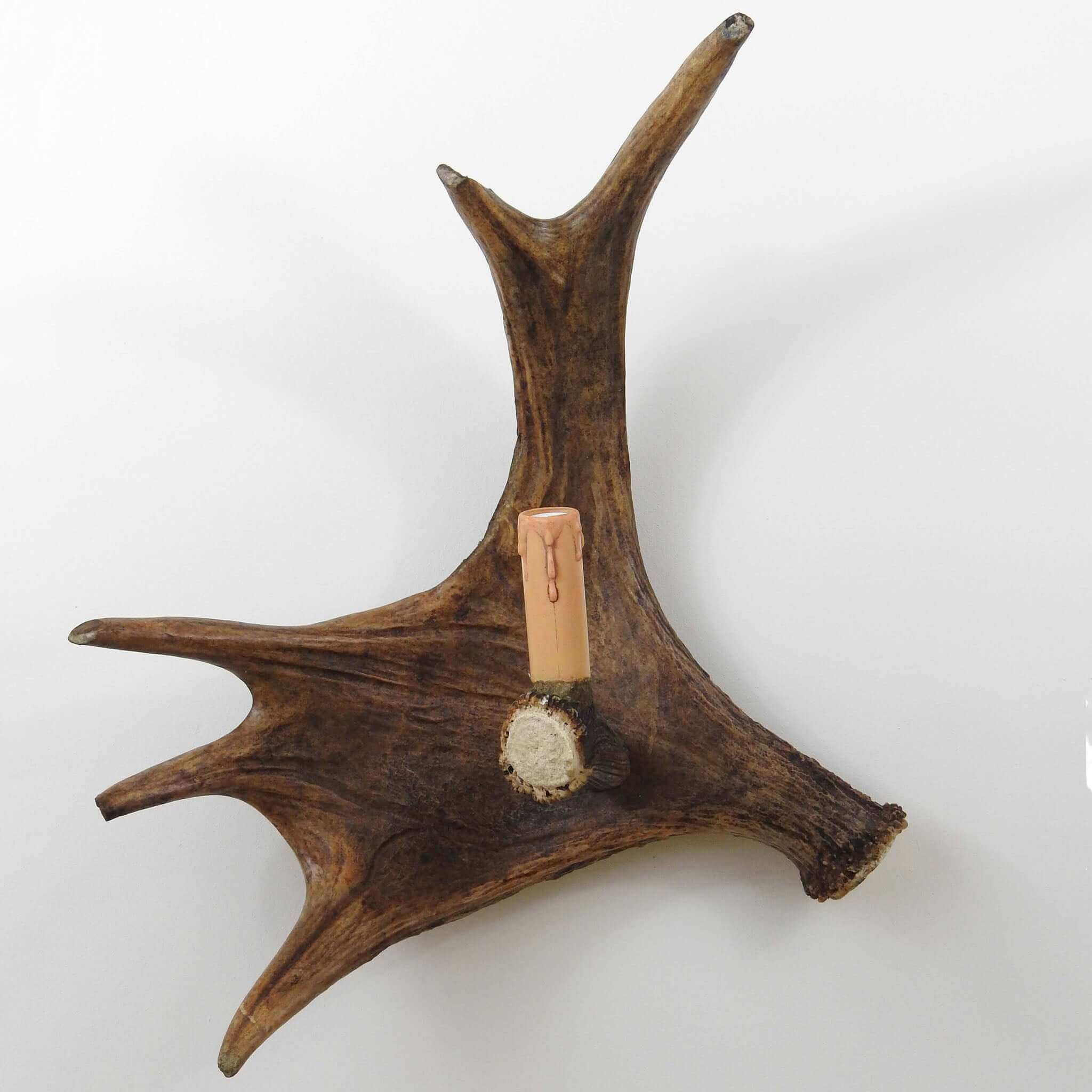 Real single moose sconce