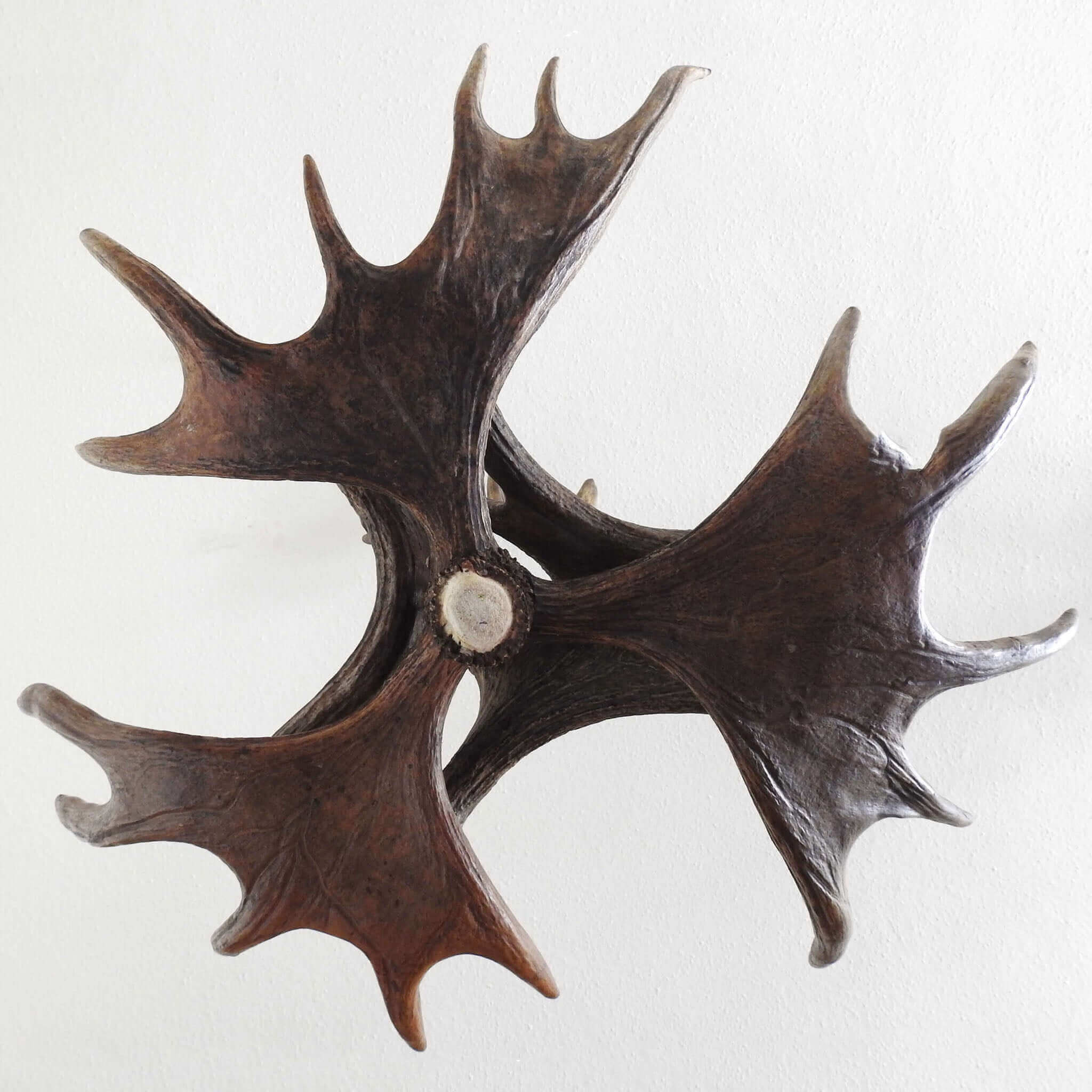 Real moose antler chandelier 2