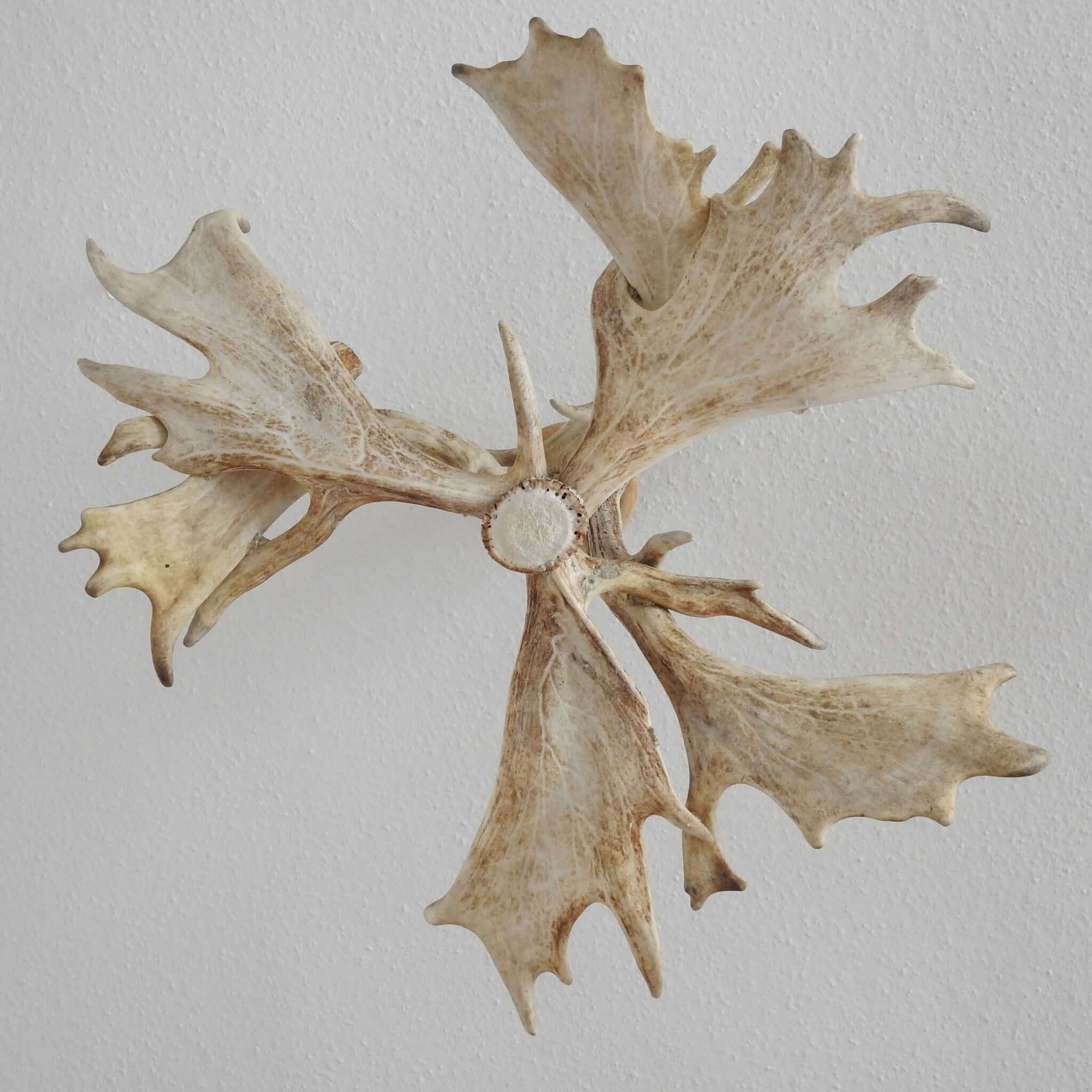 White real low ceiling antler chandelier