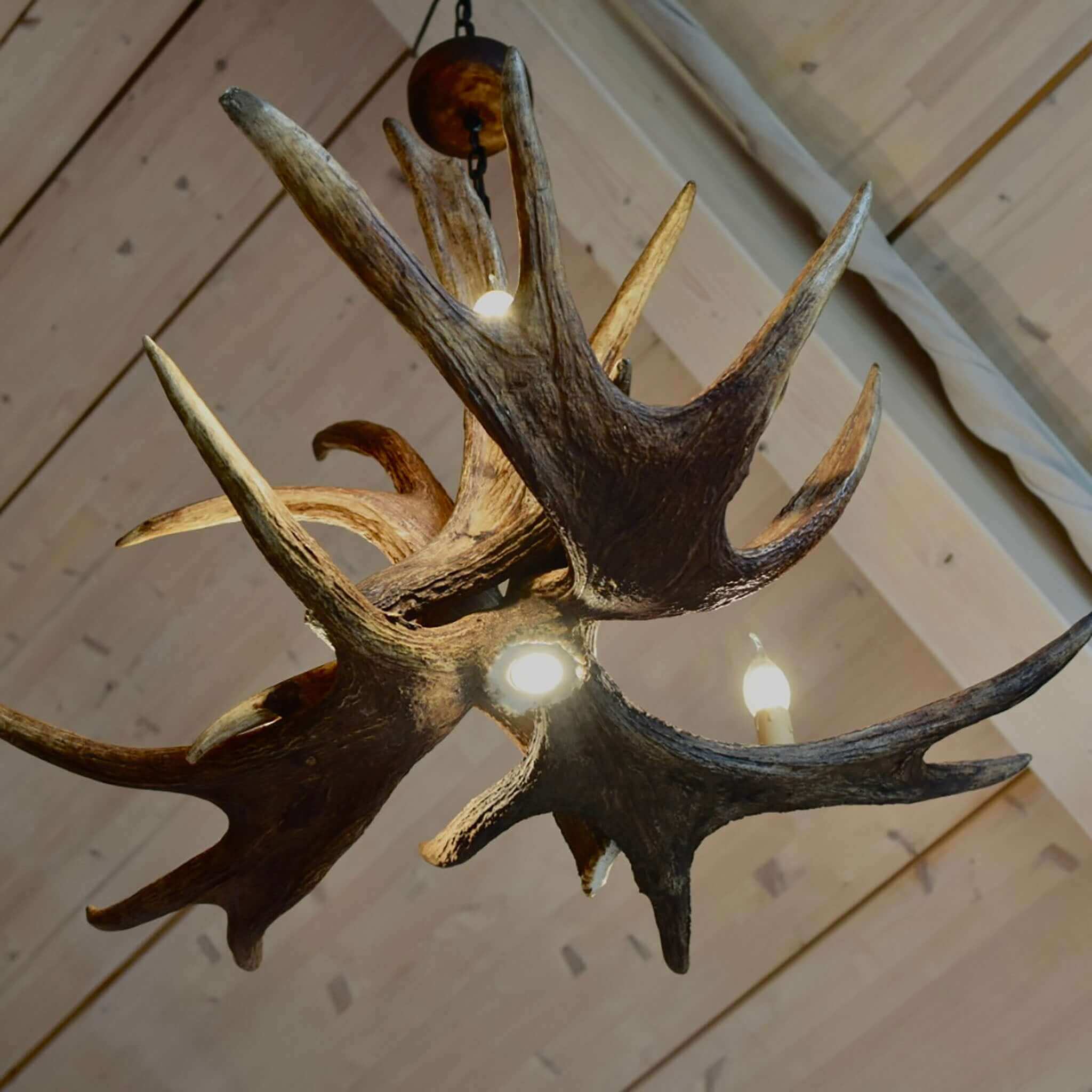 Real moose antler chandelier