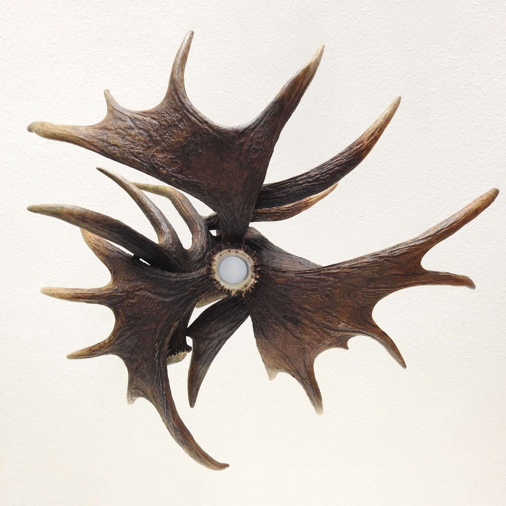 Real moose antler chandelier