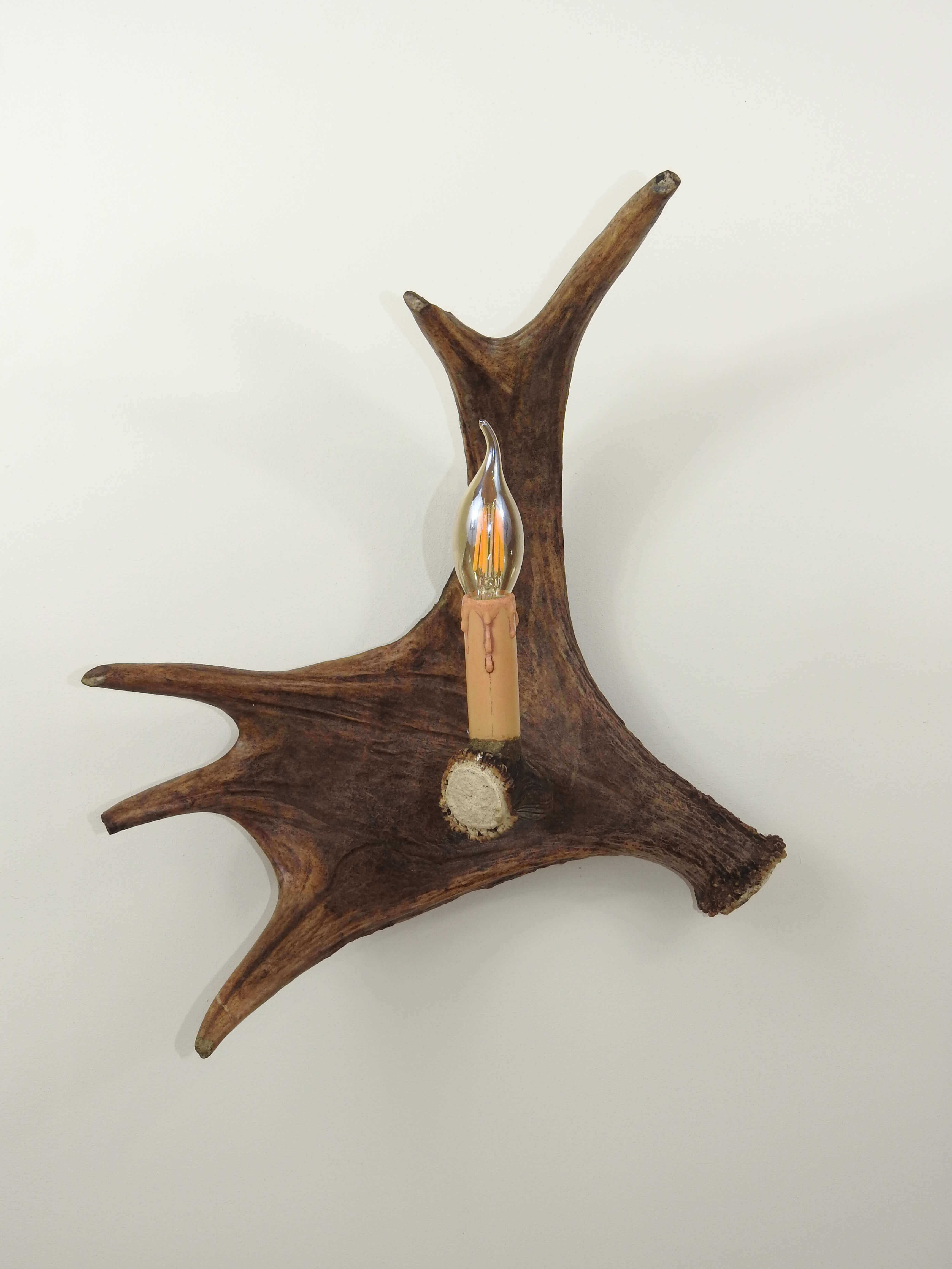 Real single moose sconce