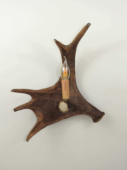 Real single moose sconce
